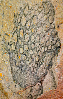fosil Crumillospongia