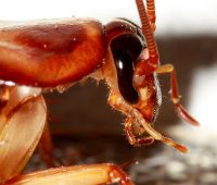 La cucaracha como una nueva fuente de electricidad, según un estudio