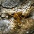 Descubiertas nuevas arañas gigantes Trogloraptor en una cueva ubicada en Oregon