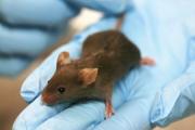 Científicos han podido restaurar la vista de ratones ciegos por medio de una inyección