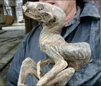 Encontrados restos de extraño animal en Siberia
