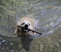 Rusos fabrican una tecnología para que los perros respiren bajo el agua